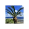 Cycas Du Japon/pot De 25l - 60/80 Cm -Flora Soldes 6411c5b3690d77.33830545