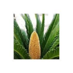 Cycas Du Japon/pot De 25l - 60/80 Cm -Flora Soldes 6411c5b36c7127.23418649