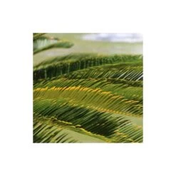Cycas Du Japon/pot De 70l - Stipe 40/50 Cm -Flora Soldes 6411c5d6b12716.28247307
