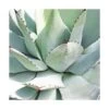 Agave Parryi/pot De 7,5l -Flora Soldes 6411c5de68ba74.28269650