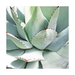 Agave Parryi/pot De 7,5l