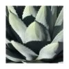 Agave Parryi Chihuahua/pot De 5l -Flora Soldes 6411c5eb055fd1.09201035