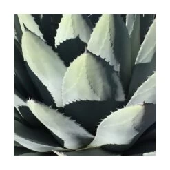 Agave Parryi Chihuahua/pot De 5l