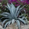 Agave D'amérique Americana/pot De 4l - 20/40 Cm -Flora Soldes 6411c618ceba04.62315118