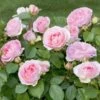Rosier Sophia Romantica ® Meisselpier Le Pot De 2l -Flora Soldes 6412103b6ab716.36618419