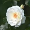 Rosier Grimpant 'neige D'avril' - -Flora Soldes 6419b62c839a14.11984210