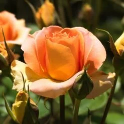 Rosier 'diorama' - -Flora Soldes 6419b64b2ffa37.16360520