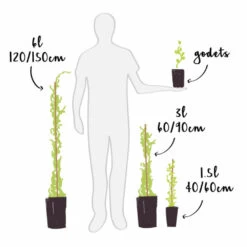 Mûre 'thornfree'- Rubus Fruticosus 3l -Flora Soldes 641db340770028.67248929