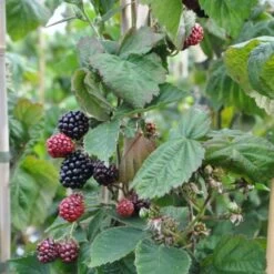 Mûre 'thornfree'- Rubus Fruticosus 3l -Flora Soldes 641db340907030.09747735