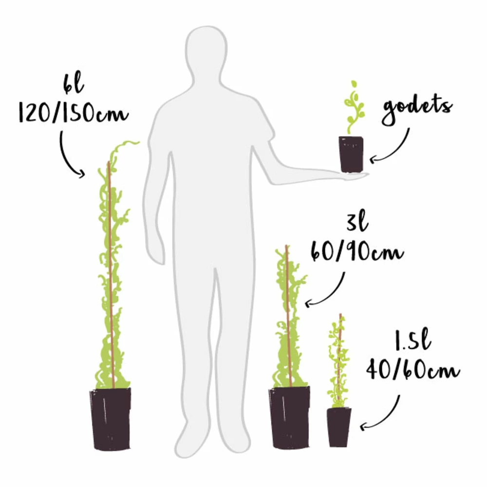 Mûre 'géante Des Jardins' - Rubus Fruticosus 3l 5 Mûre 'géante Des Jardins' - Rubus Fruticosus 3l – Image 3