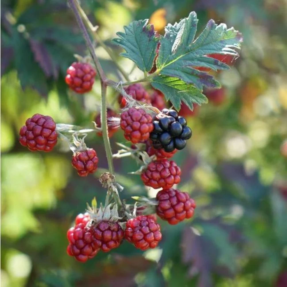 Mûre 'géante Des Jardins' - Rubus Fruticosus 3l 4 Mûre 'géante Des Jardins' - Rubus Fruticosus 3l – Image 2