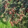 Mûre 'géante Des Jardins' - Rubus Fruticosus 3l 2 Mûre 'géante Des Jardins' - Rubus Fruticosus 3l -Flora Soldes 641db341a48529.45256720