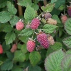 Mûre-framboise Tayberry - Rubus Tayberry 3l -Flora Soldes 641db342a0f8b5.64347823