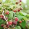 Mûre-framboise Tayberry - Rubus Tayberry 3l -Flora Soldes 641db342aa0ad2.79447723