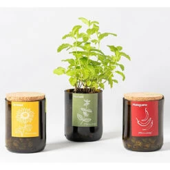 Kit Bouteille Prêt à Pousser Menthe -Flora Soldes 6420e04aa617a5.75494145