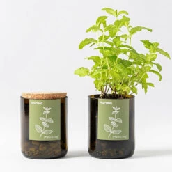 Kit Bouteille Prêt à Pousser Menthe -Flora Soldes 6420e04aa932a8.22366654