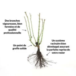 Rosier 'pascal Sevran' - -Flora Soldes 6420e064933294.77552601