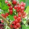Groseillier à Grappes 'jonkheer Van Tets' - Ribes Rubrum 3l -Flora Soldes 6420e0a3a4b6f8.91124379