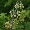 Groseillier à Grappes 'versaillaise Blanche' - Ribes Rubrum 3l -Flora Soldes 6420e0a62fca96.78186566