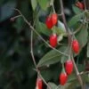 Baie De Goji - Lycium Barbarum 3l -Flora Soldes 6420e0ac2f27d3.86056557