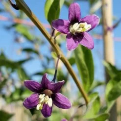 Baie De Goji - Lycium Barbarum 3l -Flora Soldes 6420e0ac4281f6.34742534