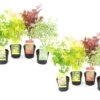 Assorti De 8 Erables Du Japon - Pot ⌀10 Cm - H.25-40cm (hauteur Pot Incluse) -Flora Soldes 6421dd63e1f649.07207815