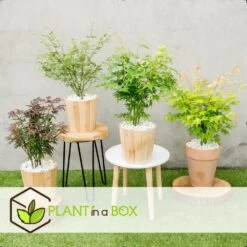 Assorti De 8 Erables Du Japon - Pot ⌀10 Cm - H.25-40cm (hauteur Pot Incluse) 8 Assorti De 8 Erables Du Japon - Pot ⌀10 Cm - H.25-40cm (hauteur Pot Incluse) -Flora Soldes 6421dd63e6f720.35493338