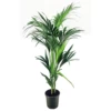Palmier Kentia - Pot ⌀21 Cm - H. 130-140cm (hauteur Pot Incluse) -Flora Soldes 6422e1865cfdf0.74054562