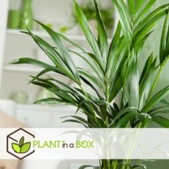Palmier Kentia - Pot ⌀21 Cm - H. 130-140cm (hauteur Pot Incluse) -Flora Soldes 6422e18667b5b7.10247257