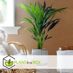 Palmier Kentia - Pot ⌀21 Cm - H. 130-140cm (hauteur Pot Incluse) -Flora Soldes 6422e1866c5cc6.02870111