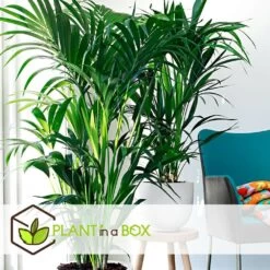 Palmier Kentia - Pot ⌀21 Cm - H. 130-140cm (hauteur Pot Incluse) -Flora Soldes 6422e18682ded8.54376534