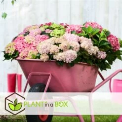 Set De 3 Hortensia Rose - Pot ⌀9cm - H.25-40cm (hauteur Pot Incluse) -Flora Soldes 64233253af3a81.36590456