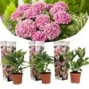 Set De 3 Hortensia Rose - Pot ⌀9cm - H.25-40cm (hauteur Pot Incluse) -Flora Soldes 64233253b38a24.93744909