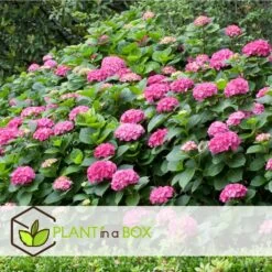 Set De 3 Hortensia Rose - Pot ⌀9cm - H.25-40cm (hauteur Pot Incluse) -Flora Soldes 64233253b82f01.05331596