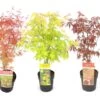 Set De 3 Erables Japonnais - Pot ⌀19cm - H.60-70cm (hauteur Pot Incluse) - Acer Japonica - Plantes Rustique 1 Set De 3 Erables Japonnais - Pot ⌀19cm - H.60-70cm (hauteur Pot Incluse) - Acer Japonica - Plantes Rustique -Flora Soldes 642332562bd8a9.42609713