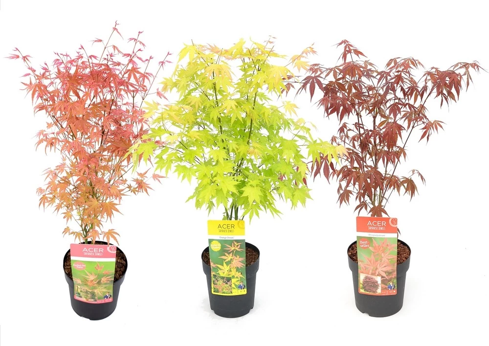 Set De 3 Erables Japonnais - Pot ⌀19cm - H.60-70cm (hauteur Pot Incluse) - Acer Japonica - Plantes Rustique 3 Set De 3 Erables Japonnais - Pot ⌀19cm - H.60-70cm (hauteur Pot Incluse) - Acer Japonica - Plantes Rustique