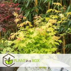 Set De 3 Erables Japonnais - Pot ⌀19cm - H.60-70cm (hauteur Pot Incluse) - Acer Japonica - Plantes Rustique 9 Set De 3 Erables Japonnais - Pot ⌀19cm - H.60-70cm (hauteur Pot Incluse) - Acer Japonica - Plantes Rustique -Flora Soldes 642332563069e7.43772245