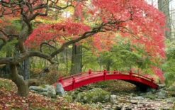 Set De 3 Erables Japonnais - Pot ⌀19cm - H.60-70cm (hauteur Pot Incluse) - Acer Japonica - Plantes Rustique 13 Set De 3 Erables Japonnais - Pot ⌀19cm - H.60-70cm (hauteur Pot Incluse) - Acer Japonica - Plantes Rustique -Flora Soldes 64233256479f90.69850499