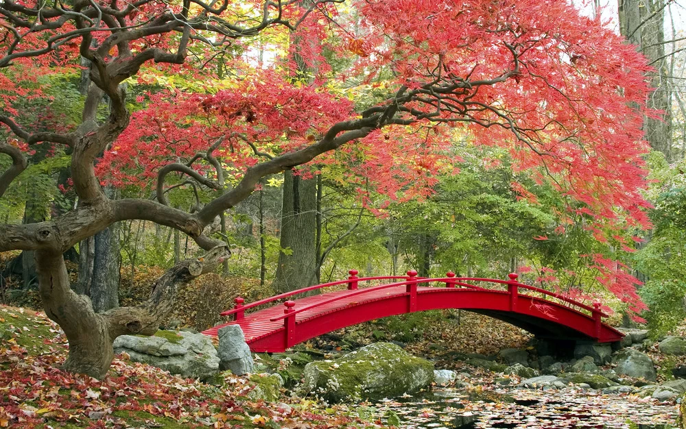 Set De 3 Erables Japonnais - Pot ⌀19cm - H.60-70cm (hauteur Pot Incluse) - Acer Japonica - Plantes Rustique 8 Set De 3 Erables Japonnais - Pot ⌀19cm - H.60-70cm (hauteur Pot Incluse) - Acer Japonica - Plantes Rustique - Image 6