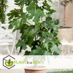 Set De 2 Ficus Carica - Pot ⌀9cm - H.25-40cm (hauteur Pot Incluse) -Flora Soldes 64233258aed6c2.75062578