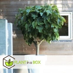 Set De 2 Ficus Carica - Pot ⌀9cm - H.25-40cm (hauteur Pot Incluse) -Flora Soldes 64233258b421e6.98737418