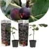 Set De 2 Ficus Carica - Pot ⌀9cm - H.25-40cm (hauteur Pot Incluse) -Flora Soldes 64233258b9af16.17675427