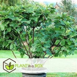 Set De 2 Ficus Carica - Pot ⌀9cm - H.25-40cm (hauteur Pot Incluse) -Flora Soldes 64233258bdd842.98002506