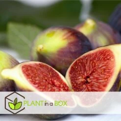 Set De 2 Ficus Carica - Pot ⌀9cm - H.25-40cm (hauteur Pot Incluse) -Flora Soldes 64233258cb75f1.63559053