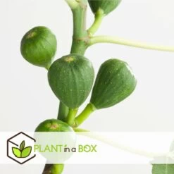 Set De 2 Ficus Carica - Pot ⌀9cm - H.25-40cm (hauteur Pot Incluse) -Flora Soldes 64233258cfd275.04452141