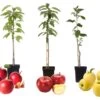 Set De 3 Pommiers - Pot ⌀9cm - H.60-70cm (hauteur Pot Incluse) 2 Set De 3 Pommiers - Pot ⌀9cm - H.60-70cm (hauteur Pot Incluse) -Flora Soldes 64233268834f67.45768719