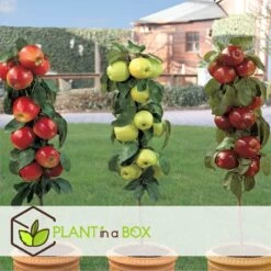 Set De 3 Pommiers - Pot ⌀9cm - H.60-70cm (hauteur Pot Incluse) -Flora Soldes 642332688c9973.24149843