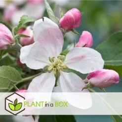 Set De 3 Pommiers - Pot ⌀9cm - H.60-70cm (hauteur Pot Incluse) -Flora Soldes 6423326890bc71.46991350