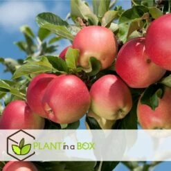 Set De 3 Pommiers - Pot ⌀9cm - H.60-70cm (hauteur Pot Incluse) -Flora Soldes 642332689513f1.48220910