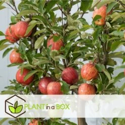 Set De 3 Pommiers - Pot ⌀9cm - H.60-70cm (hauteur Pot Incluse) -Flora Soldes 642332689d8f40.55591918